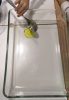 Oil pouring
